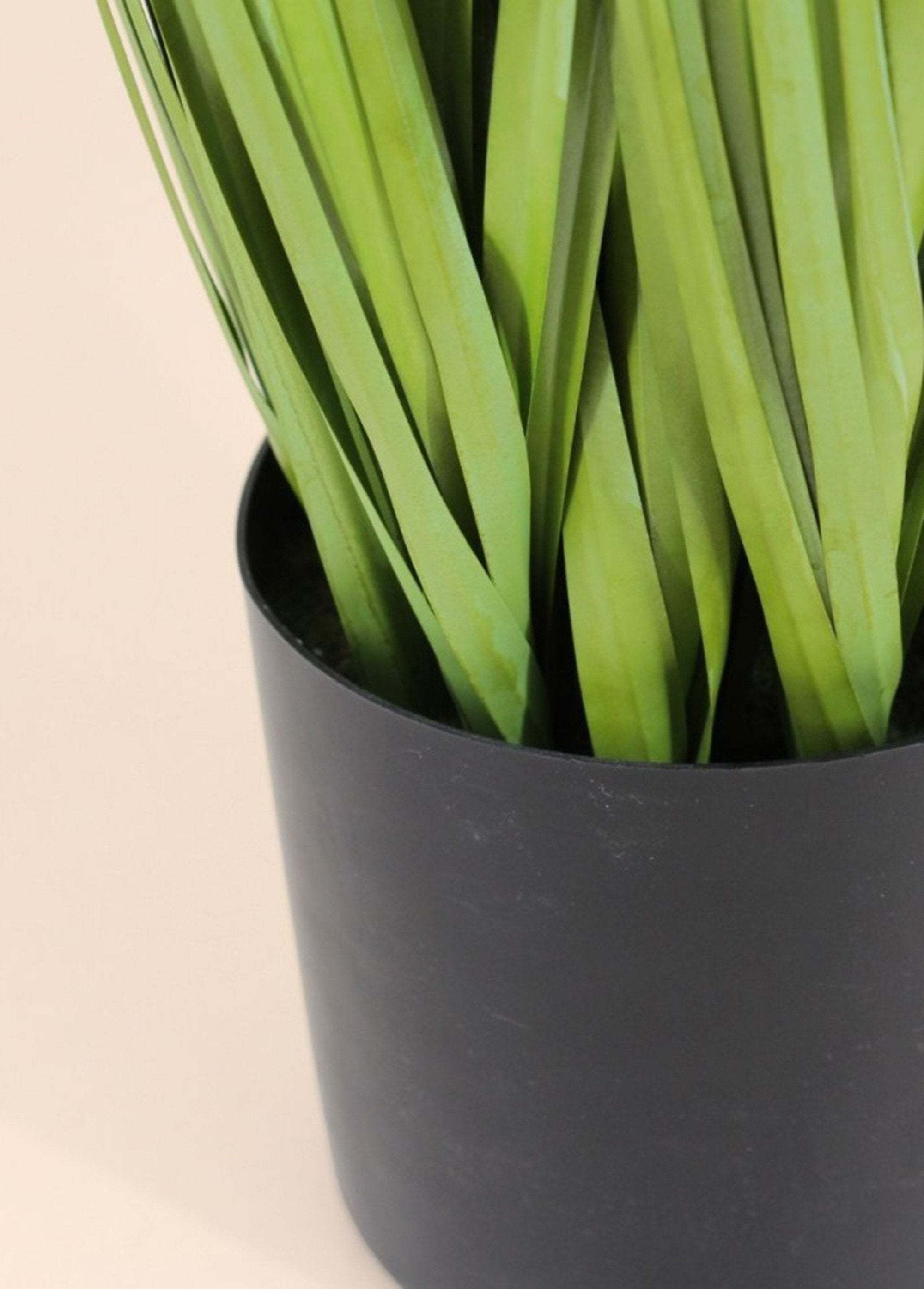 Planta_de_hierba_de_la_pampa_artificial_Negro_DE2_slim